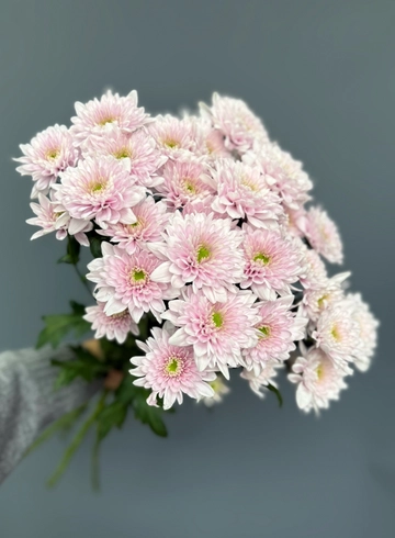 Букет из хризантемы  «Комплиментик» от интернет-магазина цветов в 