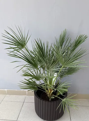 Горшечное растение комнат Хамеропс Хумилис от интернет-магазина цветов в 