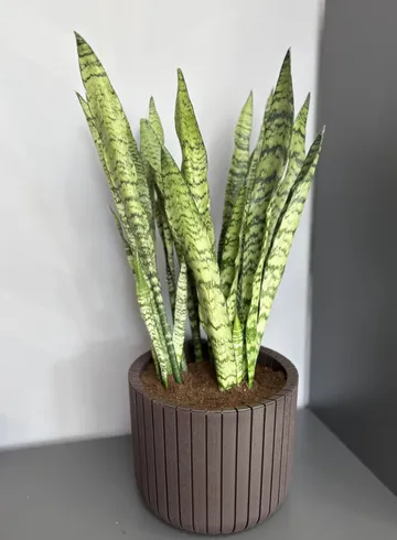 Горшечное растение Сансевиерия от интернет-магазина цветов в 